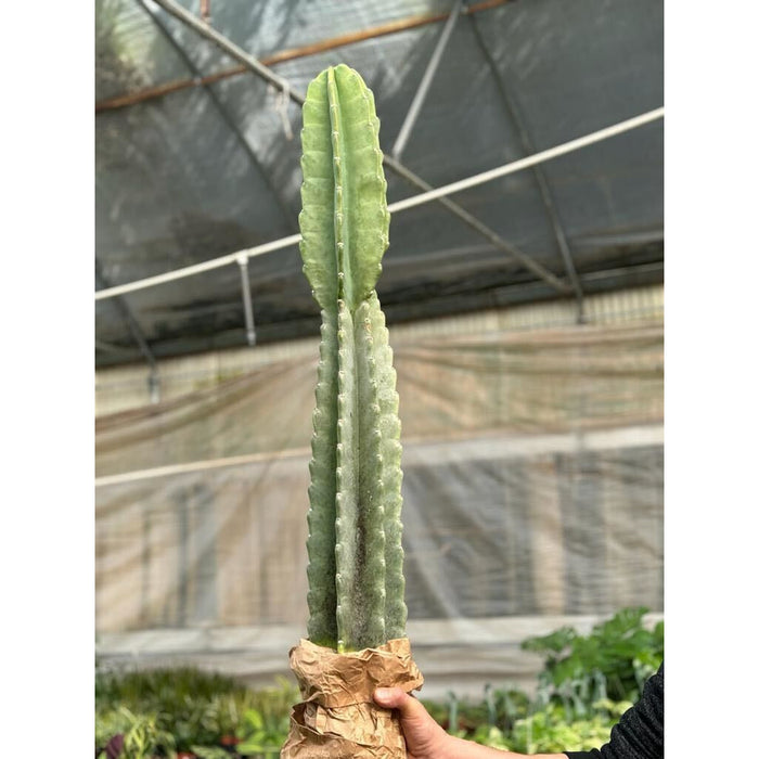 ornamental san pedro cactus Cactus Cereus Peruvianus - 3 FT