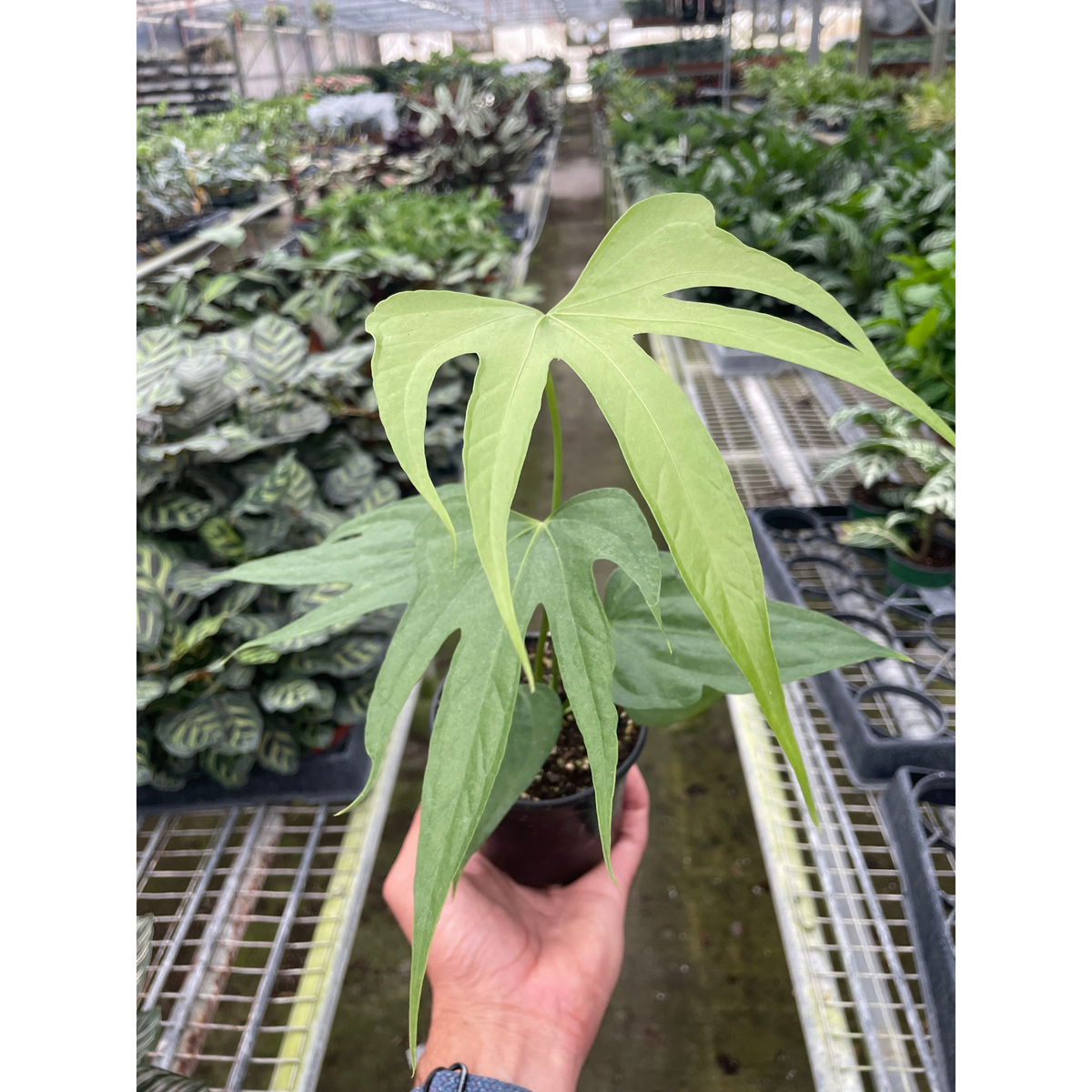 Anthurium Fingers | House Plant Shop