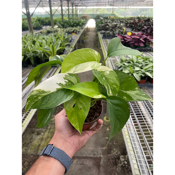 long leaf pothos Pothos 'Albo Variegata'