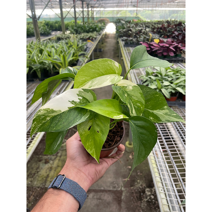 variegated pothos plant Pothos 'Albo Variegata'