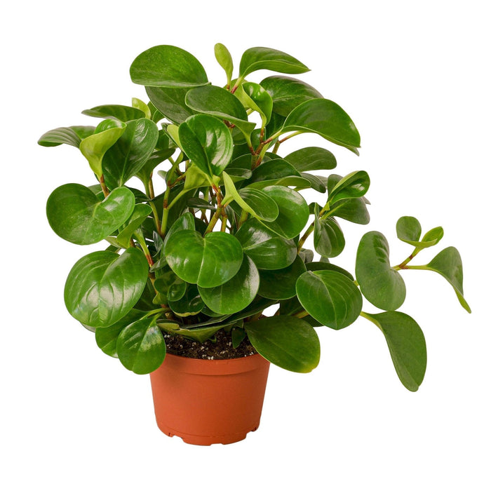 Peperomia Thailand - 6" Pot - NURSERY POT ONLY