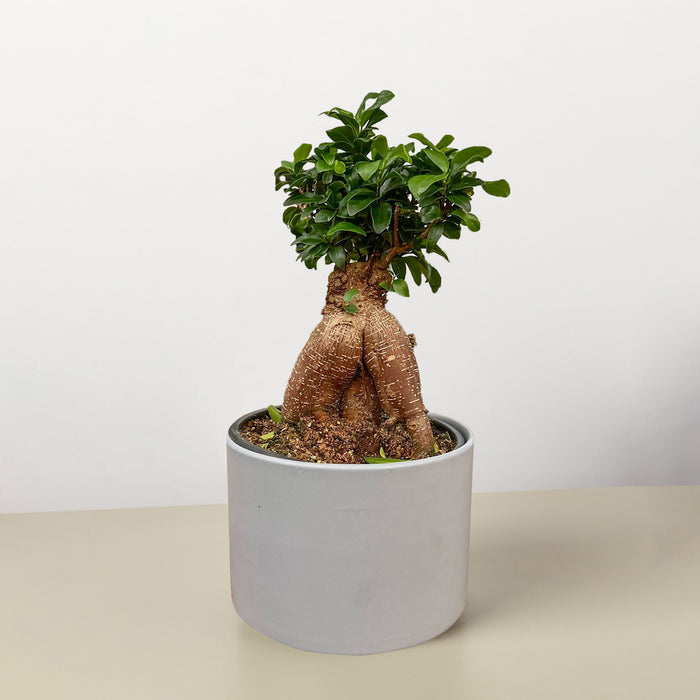 potted ginseng plant Ficus 'Ginseng'