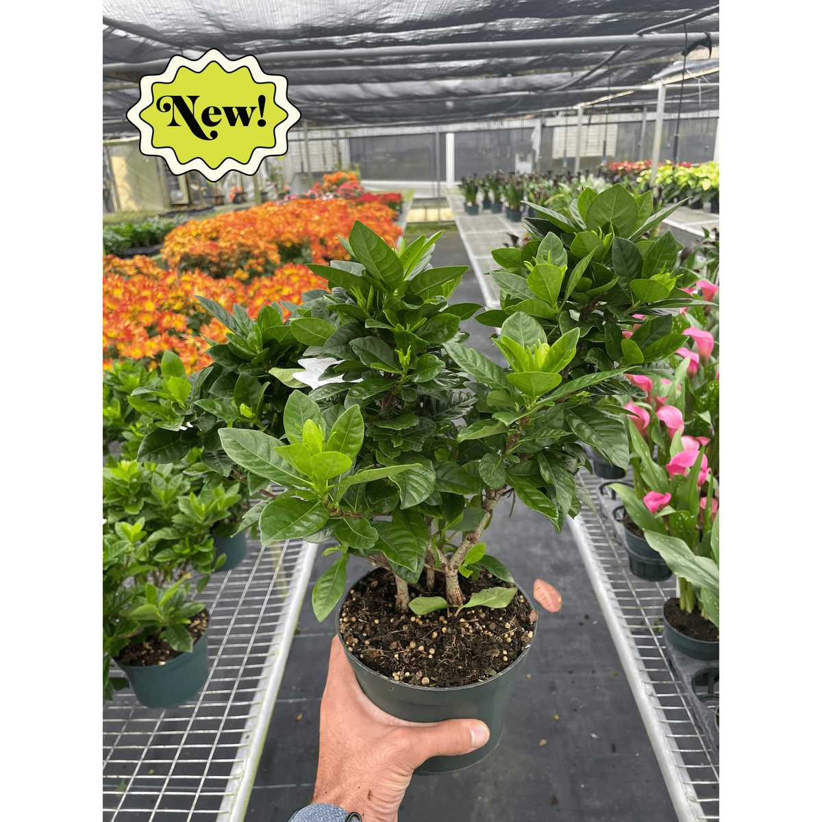 gardenia house plant for sale Gardenia 'Bush'
