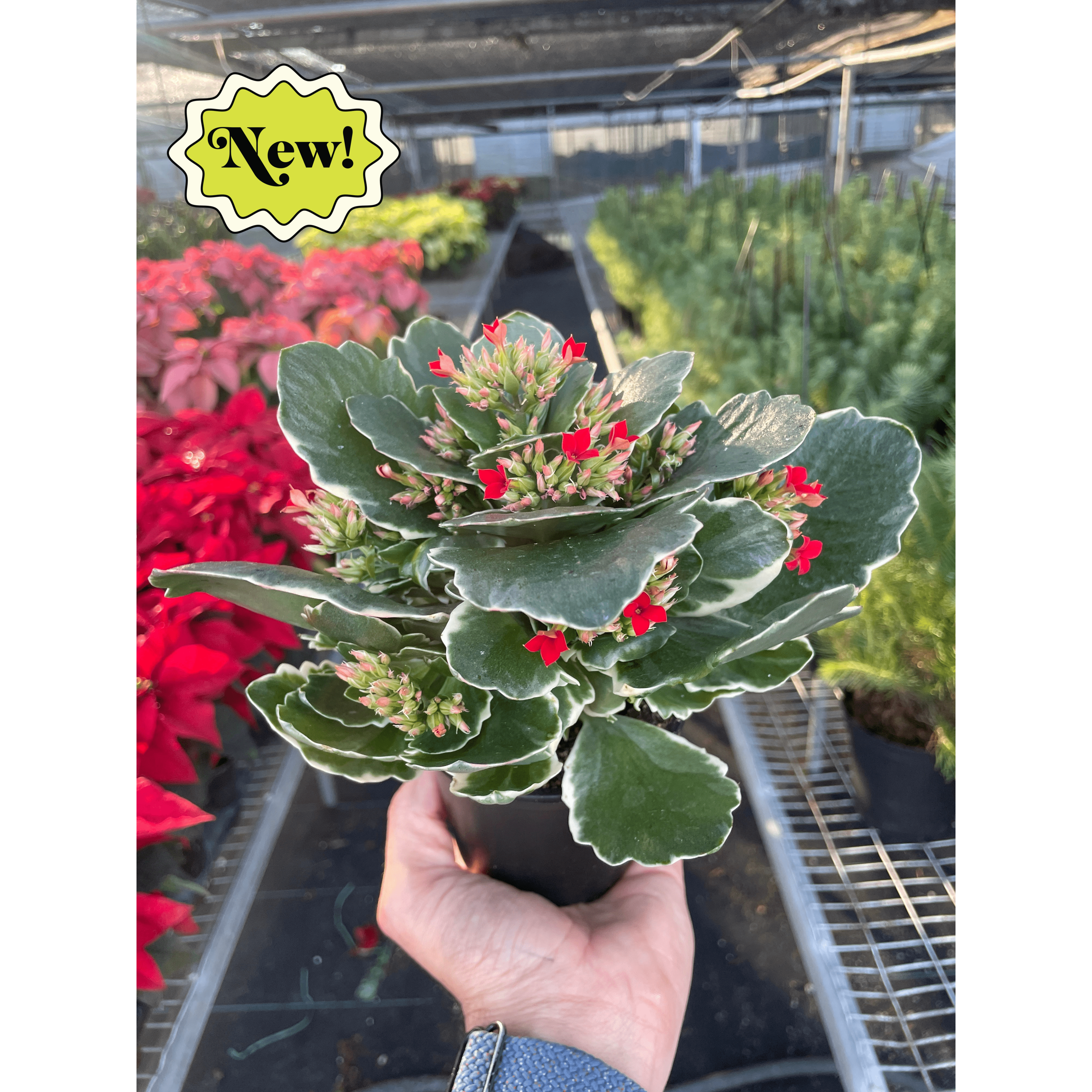 Kalanchoe