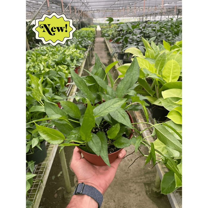 skeleton key pothos for sale Pothos 'Skeleton Key'