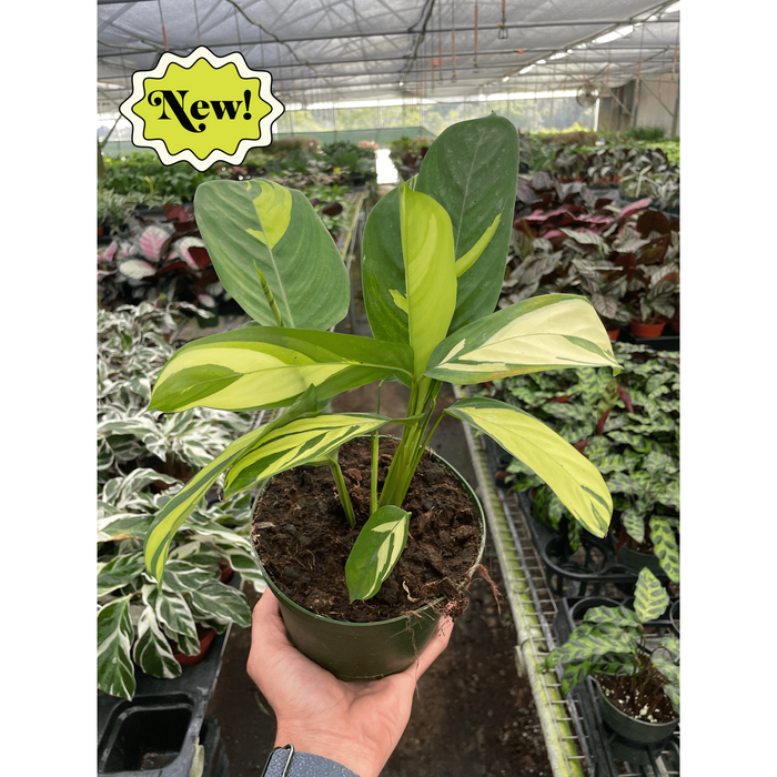 calathea pilosa prayer plant Calathea 'Pilosa'