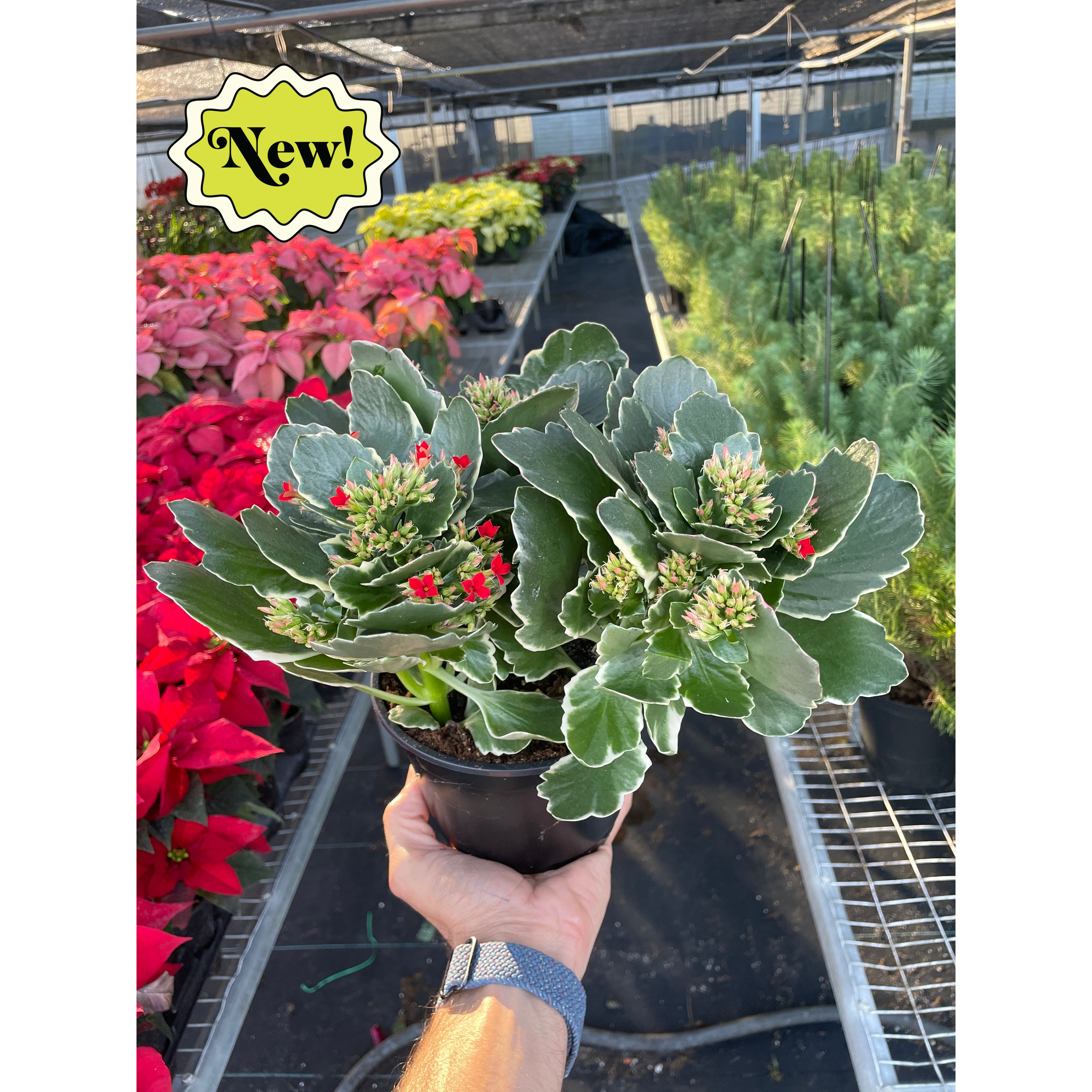 Kalanchoe