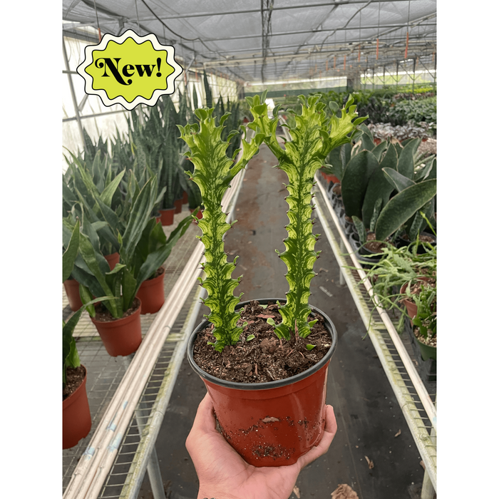 is euphorbia a succulent Euphorbia 'Mint Cream'