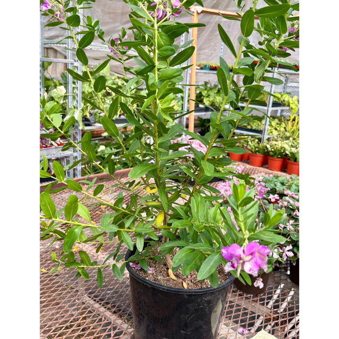 Polygala 'Grandiflora'