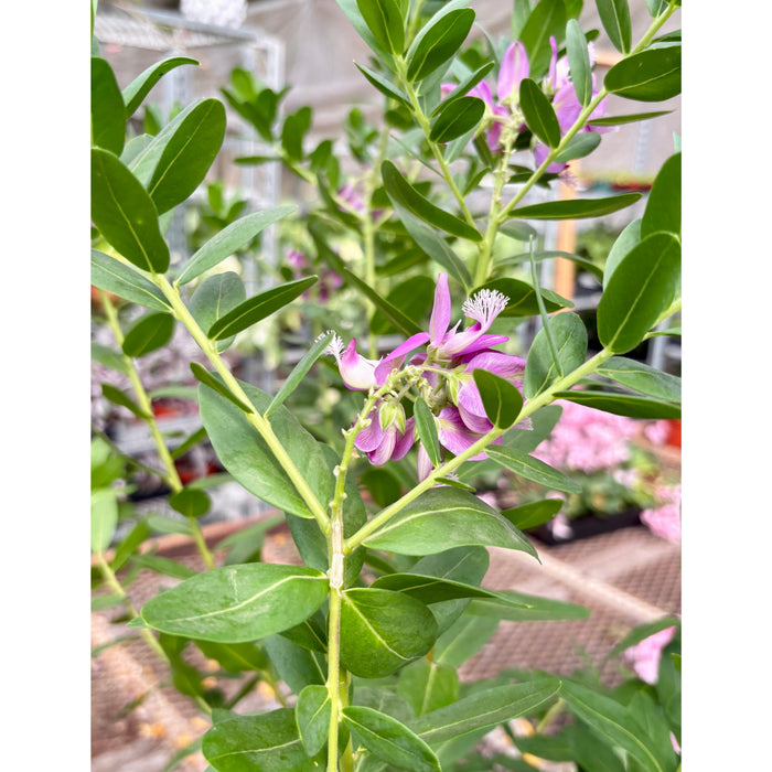 Polygala 'Grandiflora'
