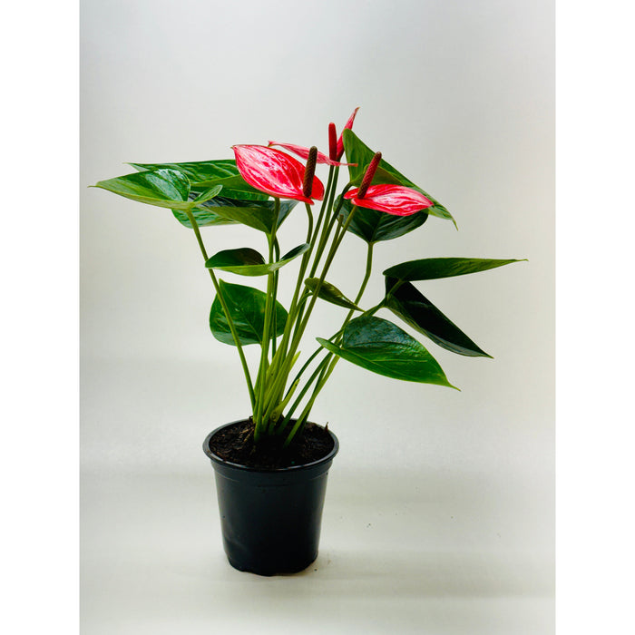 Anthurium 'Livium'