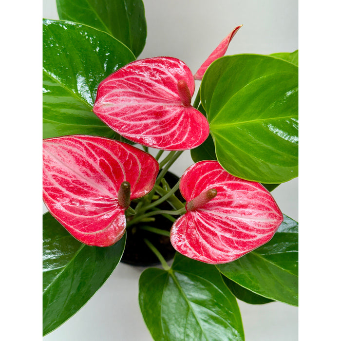 Anthurium 'Livium'