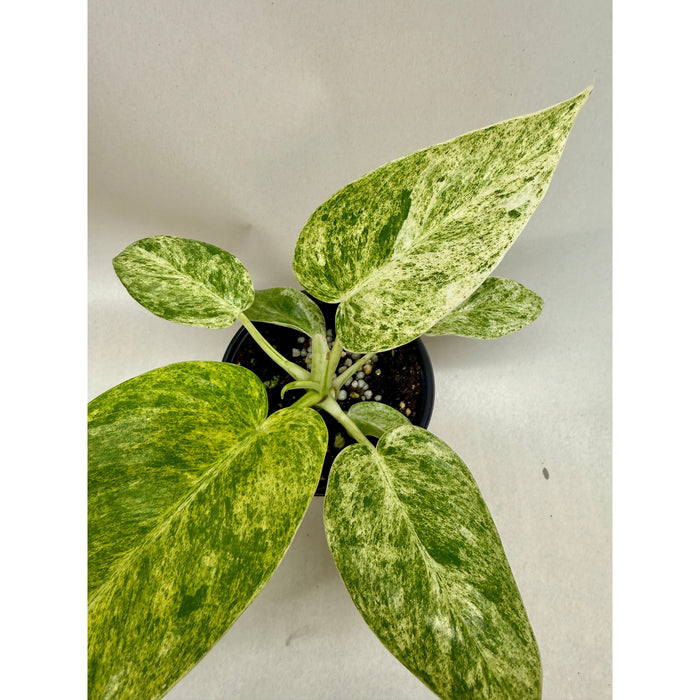 Philodendron 'Blizzard'