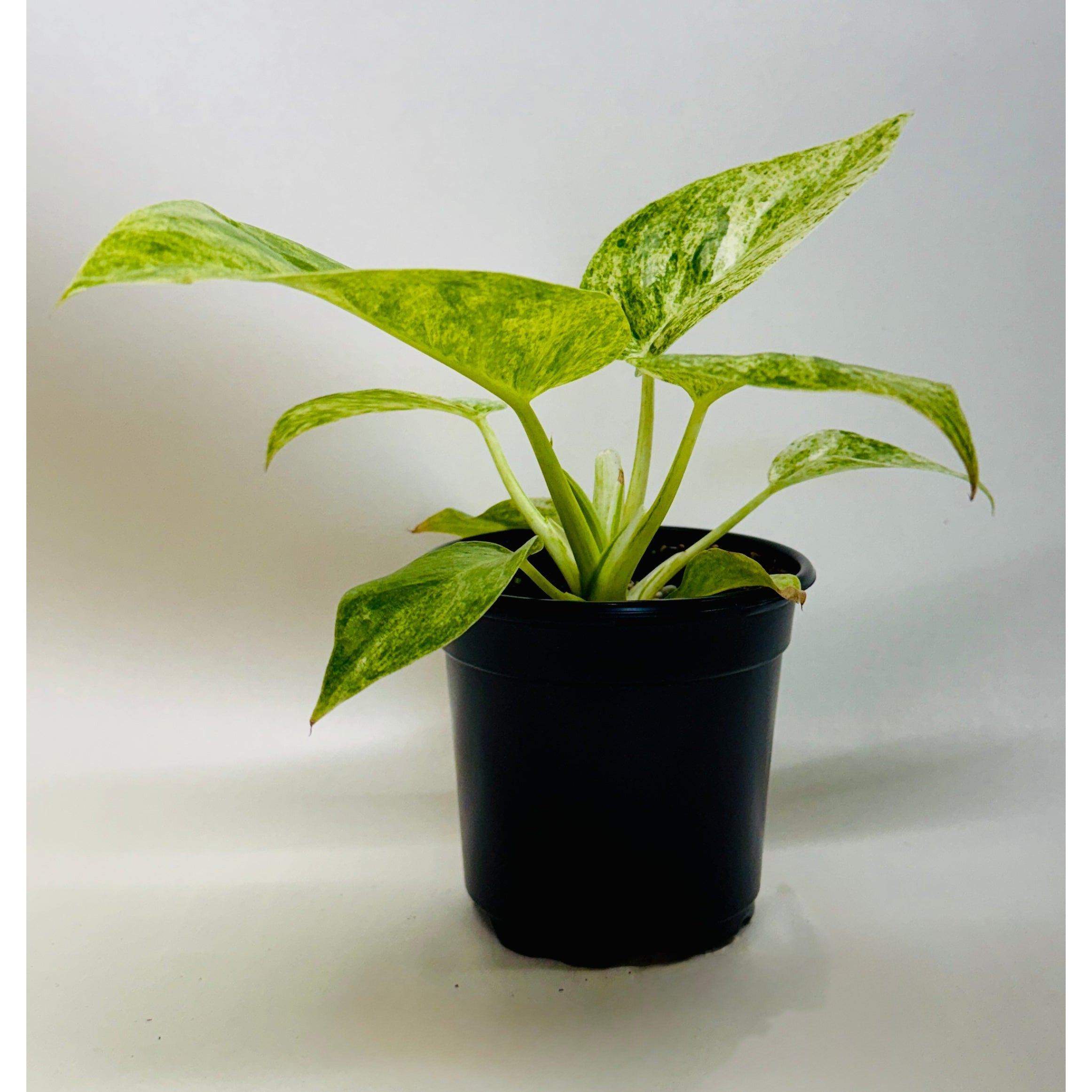 Philodendron Blizzard 4 inch