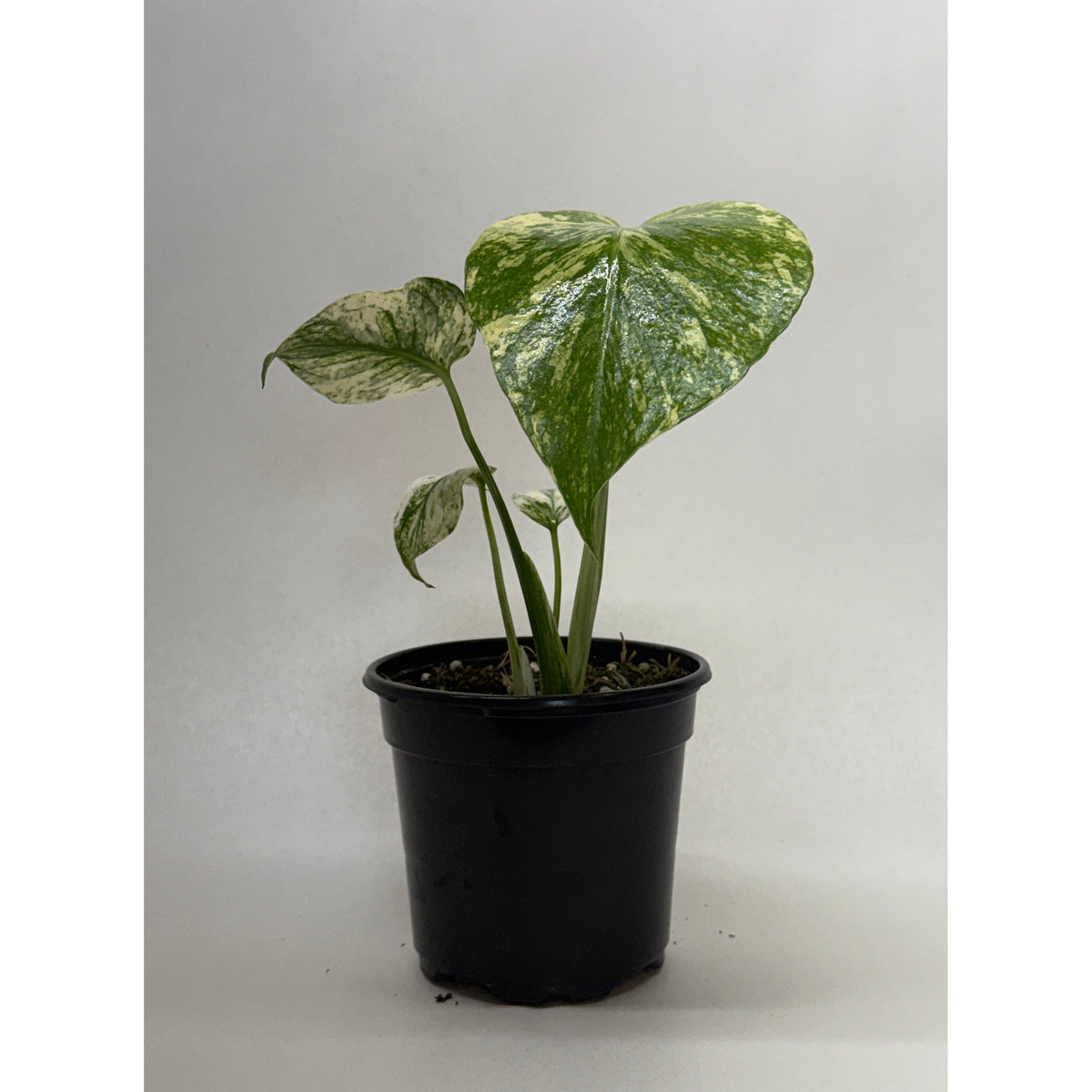 Monstera Mint 4 inch