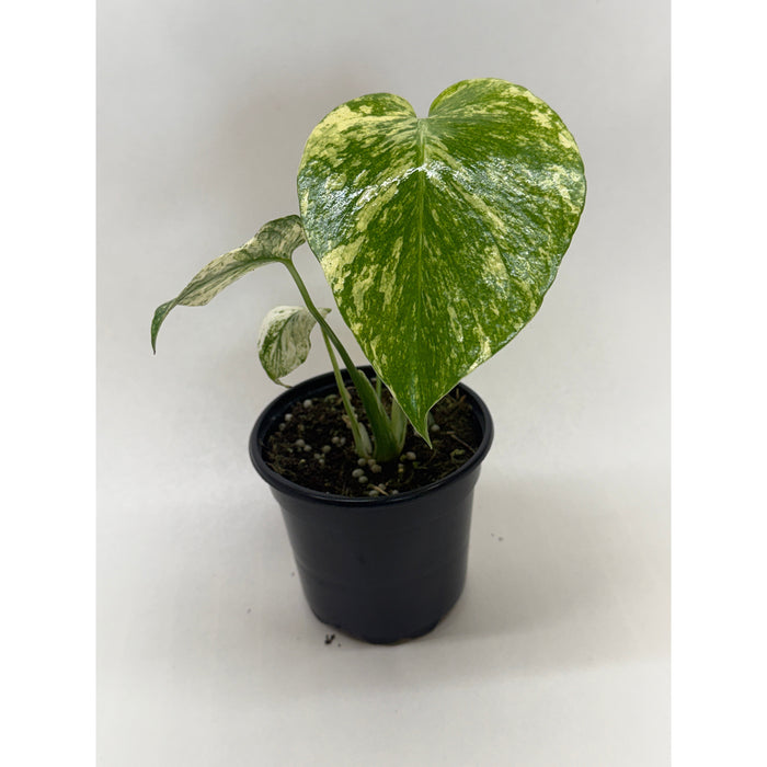Monstera 'Mint'
