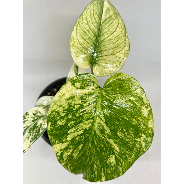 Monstera 'Mint'
