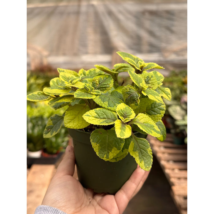 Plectranthus ‘Guacamole’