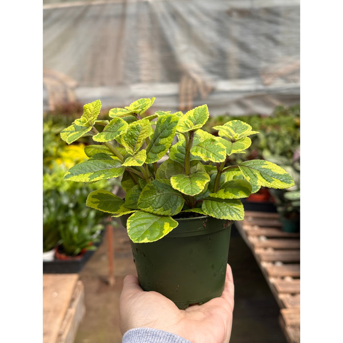 Plectranthus ‘Guacamole’
