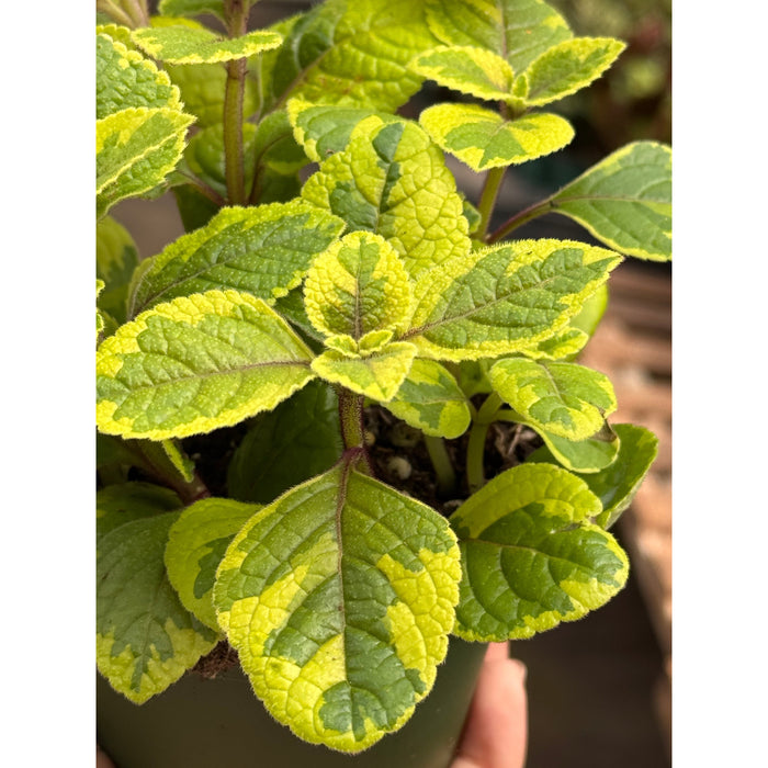 Plectranthus ‘Guacamole’