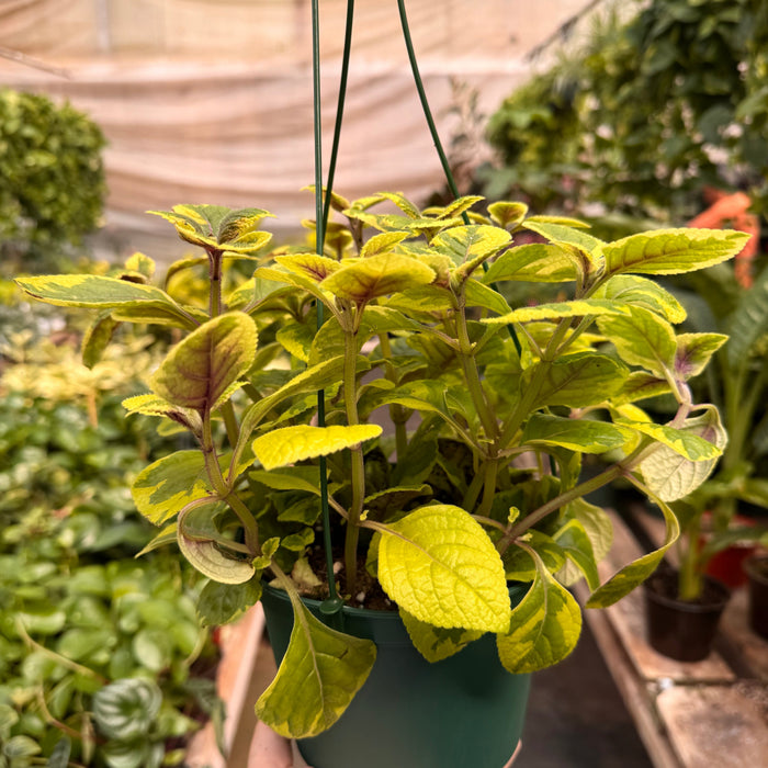Plectranthus ‘Guacamole’