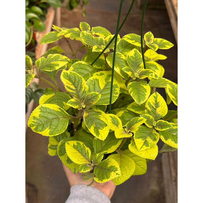 Plectranthus ‘Guacamole’