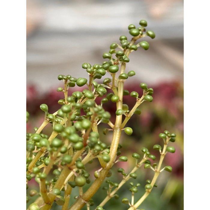 Pilea 'Globosa’