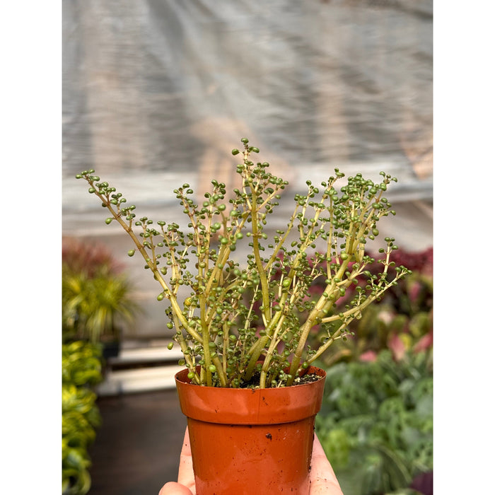 Pilea 'Globosa’