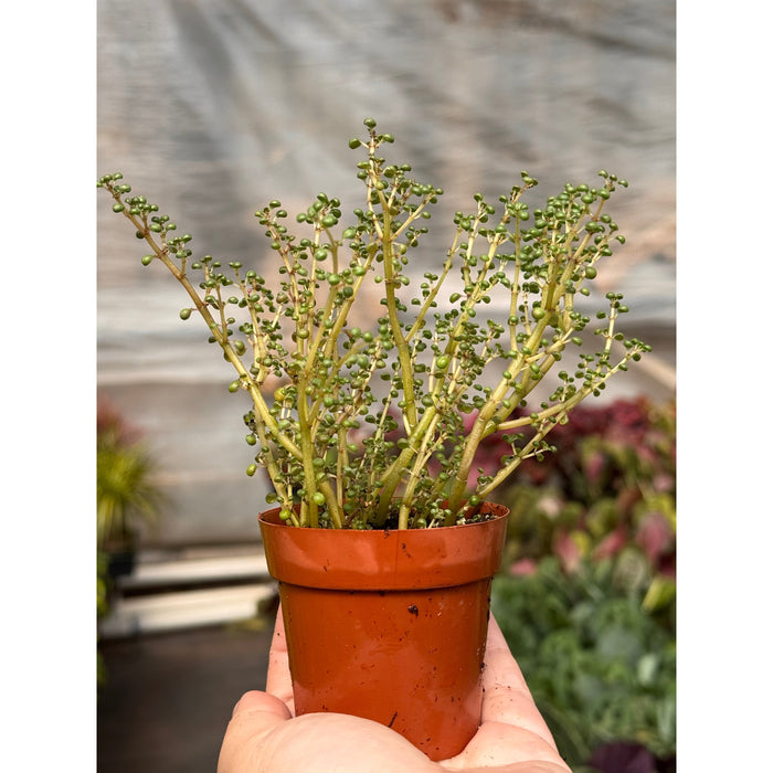 Pilea 'Globosa’