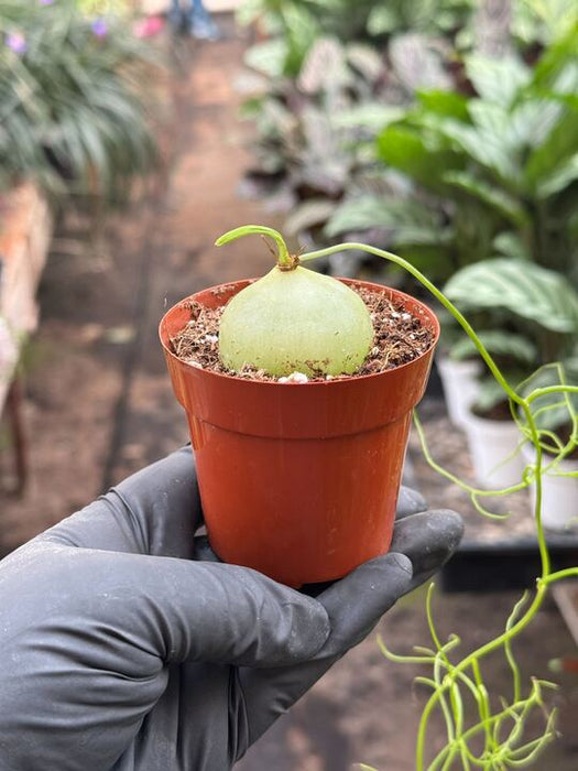 onion succulent plant Common Olive Tree (Olea europaea)