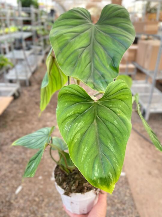 Philodendron PlowManii | Indoor Plant | Tropical Plant | Potted Plant |  House Plant Shop