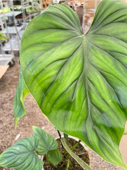 philodendron indonesia Philodendron PlowManii | Indoor Plant | Tropical Plant | Potted Plant