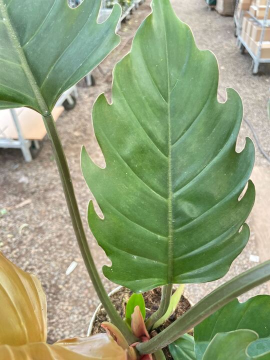 philodendron pluto care Philodendron Caramel Pluto | Indoor Plant | Tropical Plant | Potted Plant