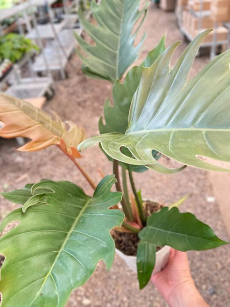 philodendron caramel Philodendron Caramel Pluto