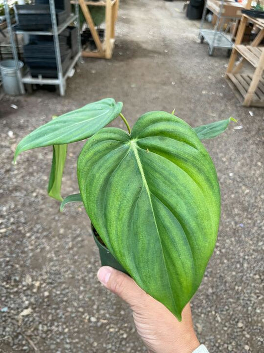 philodendron mcdowell price Philodendron 'Mcdowell' | Indoor Plant | Tropical Plant | Potted Plant