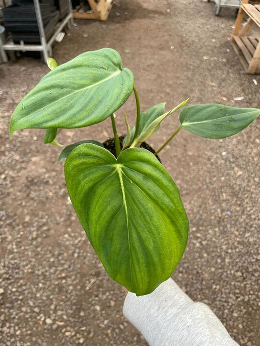 Philodendron 'Mcdowell'