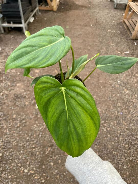 mcdowell philodendron Philodendron 'Mcdowell' | Indoor Plant | Tropical Plant | Potted Plant