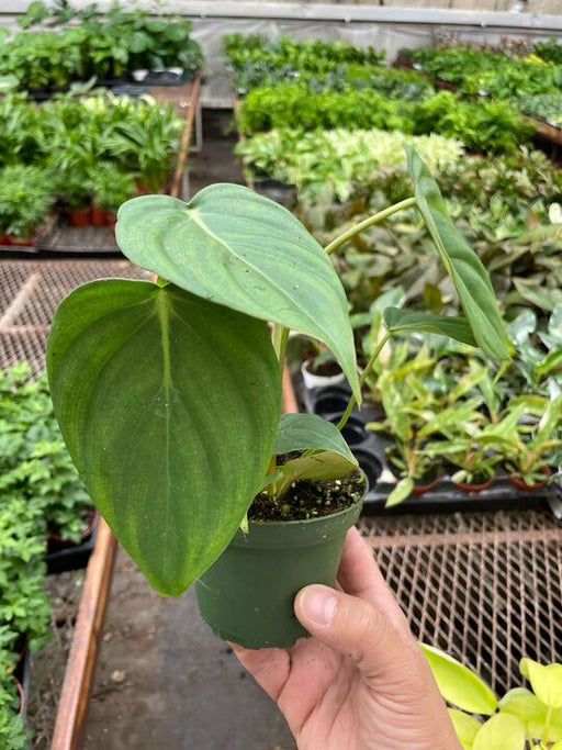 philodendron mcdowell cf Philodendron 'Mcdowell' | Indoor Plant | Tropical Plant | Potted Plant