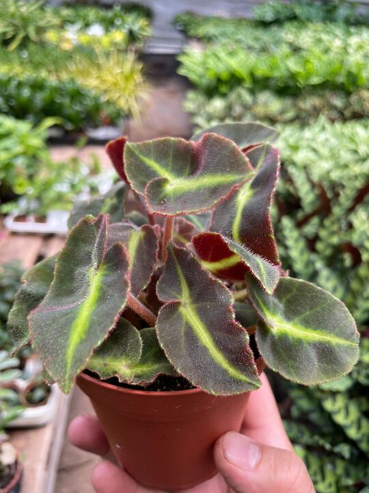 striped house plant Begonia 'Striped' | Indoor Plant | Tropical Plant | Potted Plant