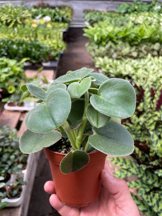 peperomia succulent plant Peperomia 'Felted' | Indoor Plant | Tropical Plant | Potted Plant