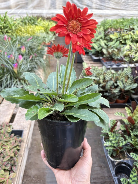 gerbera potted plant Gerbera Sweet Love Red