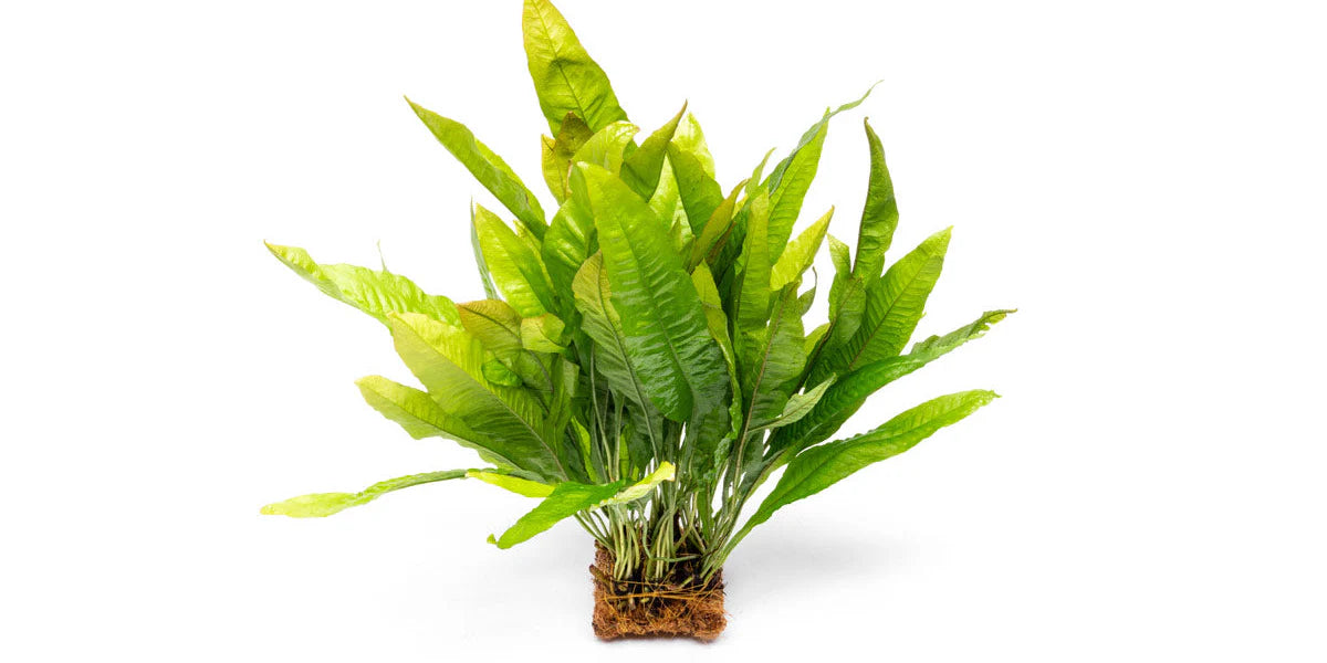 Microsorum Pteropus Java Fern Mat - L