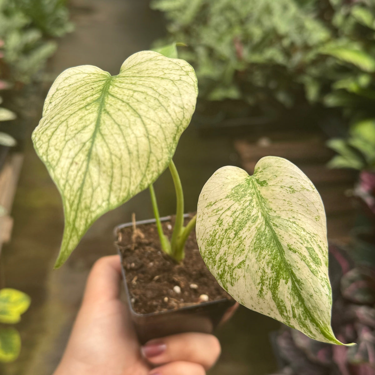 Monstera Deliciosa 'White Monster' — House Plant Shop