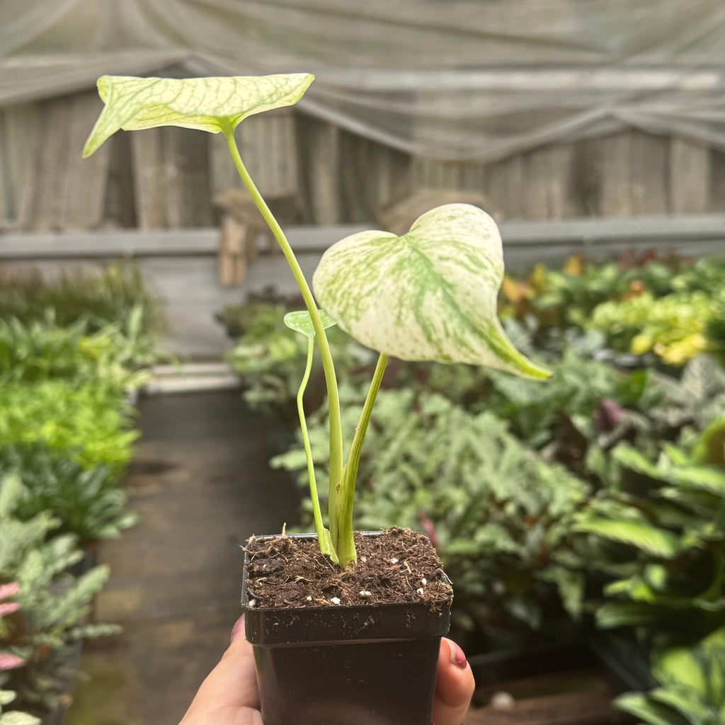 monstera_white_monster_1024x10