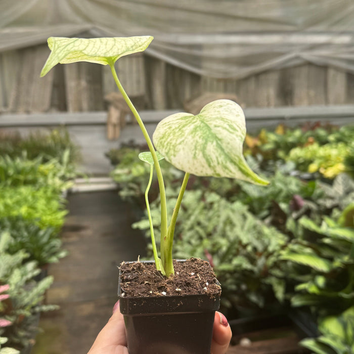 Monstera Deliciosa 'White Monster'