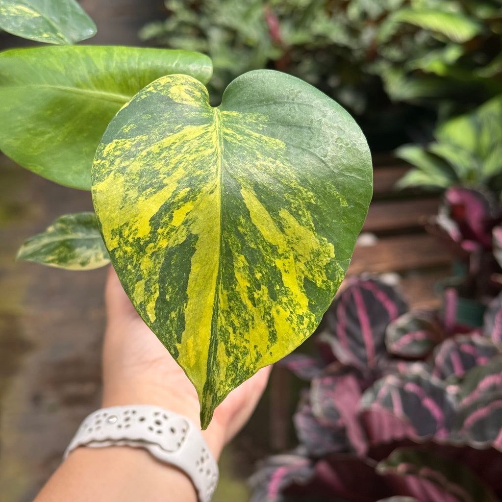 Rare Monstera Deliciosa 'Yellow Marilyn' — House Plant Shop