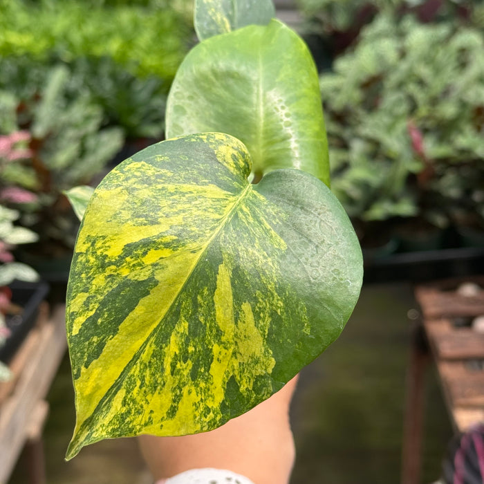 Monstera Deliciosa 'Yellow Marilyn'