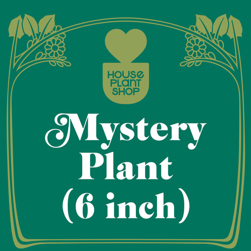 Mystery Pet-Friendly House Plant - House Plant Shop