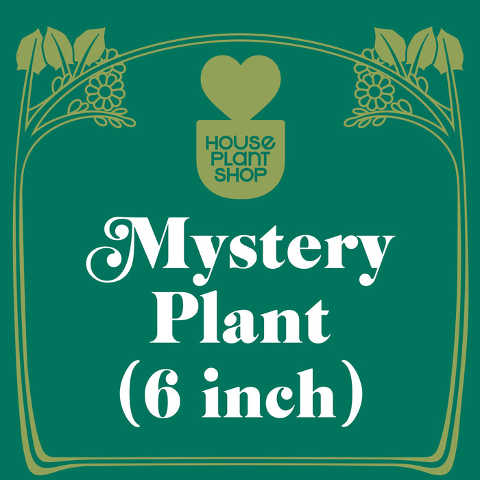Mystery Pet-Friendly House Plant - House Plant Shop