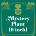 Mystery Pet-Friendly House Plant - House Plant Shop